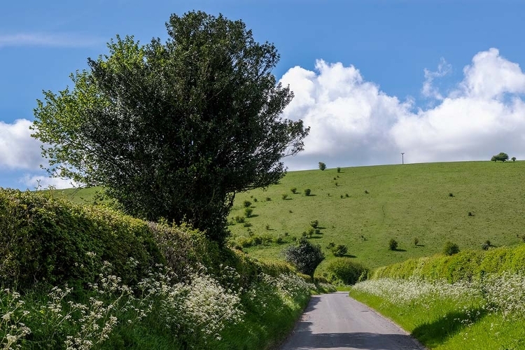 A photograph of a road with high hedges either side of it, passing through the green countryside