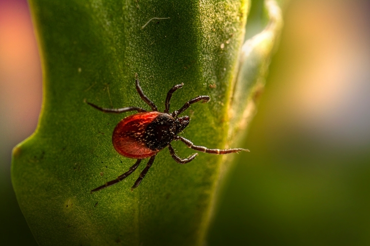 Image of a tick on a green leaf