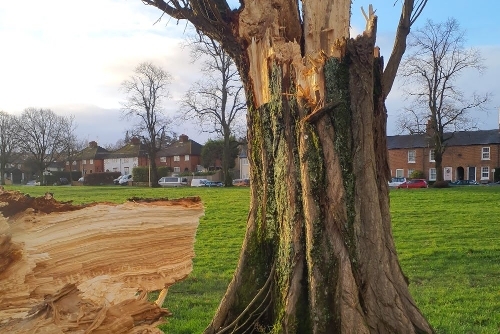 2024-felled tree at Stroud Green