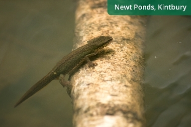 Newt Ponds Kintbury