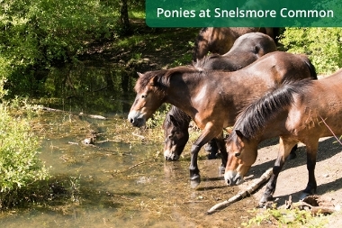 Ponies at Snelsmore Common